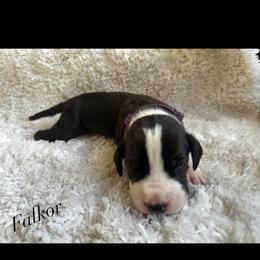 Falkor - Mantle male Great Dane puppy in Liberty, New York from Catskills Greatest Danes