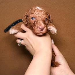 Simba - Black Band Boy - Apricot male Poodle puppy in Plainfield, New Jersey from Caris Paws Poodles and Labradoodles