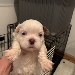 Shih Tzu Puppies from Dorothy Agrippino's Shih Tzus