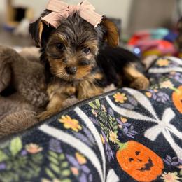Cici - Black and gold female Yorkshire Terrier puppy in Palmdale, California from Pucci Pawfect