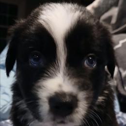 Sven - Black - Boy - Black tri-color male Australian Shepherd puppy in Charlotte, North Carolina from Tranquility Trail Aussies