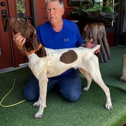 German Shorthaired Pointer puppies from Kevin Funkhouser Kennel