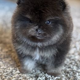 Weeney - Blue brindle male Pomeranian puppy in Kilgore, Texas from 5 Star Poms