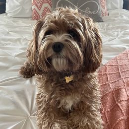 Finley - Cavapoo
