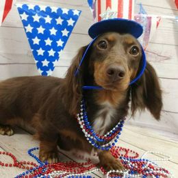 Dachshunds from Ragan's Little Dachshunds