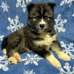 AKC Martha May - Black and white female Siberian Husky puppy in Centreville, Maryland from Huskies By the Bay