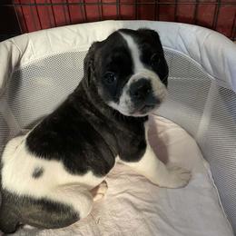Boy 6 - White and black male American Bulldog puppy in La Porte, Indiana from Slayton's American Bulldogs