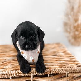 The Midnight Society's Moon - Black female Goldendoodle puppy in Russell Springs, Kentucky from Milk & Honey Doodles