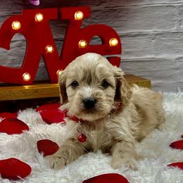 Coco - Apricot male Cavapoo puppy in Lancaster, Missouri from Cavapoo Acres