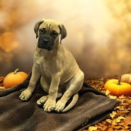 Bullmastiff Puppies from Ambrosia Mastiffs
