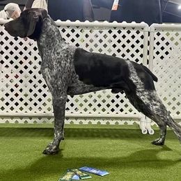 Whopper - German Shorthaired Pointer puppy in Walford, Iowa from Wild Rose GSP's