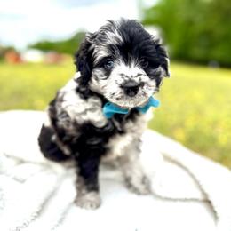 Sprout - Blue merle male Aussiedoodle puppy in Science Hill, Kentucky from Southern Paws Kennels