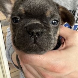 French Bulldog Puppies from Frenchiesbysouthernbell