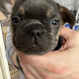 French Bulldog Puppies from Frenchiesbysouthernbell