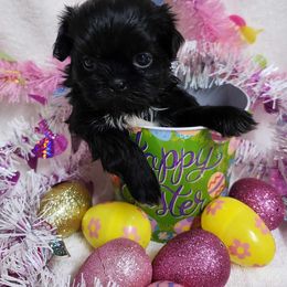 Havanese and Shih Tzu Puppies from Locust Creek Shih Tzu & Havanese
