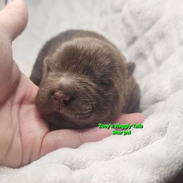 Lucas - Brown male Chinese Shar-Pei puppy in Minden, Louisiana from Zoey's Waggly Tails