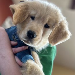 Golden Retriever and Labrador Retriever Puppies from Storm Chasers Retrievers