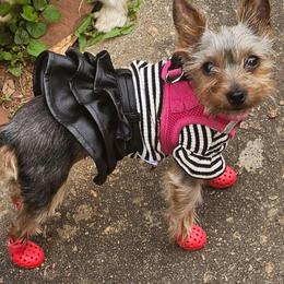 Yara - Yorkshire Terrier