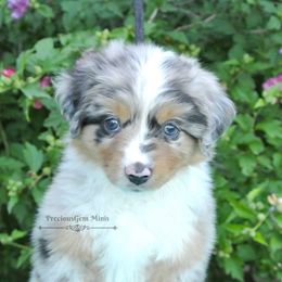 Miniature American Shepherd and Miniature Australian Shepherd Puppies from PreciousGem Miniature American Shepherds