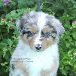 Miniature American Shepherd and Miniature Australian Shepherd Puppies from PreciousGem Miniature American Shepherds
