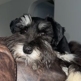 Win - Miniature Schnauzer