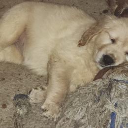 Golden Retriever Puppies from Stellar Acres Golden Retrievers