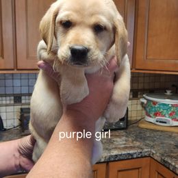 5th pick Female - Labrador Retriever puppy in Moses Lake, Washington from Kreger Lake Kennels