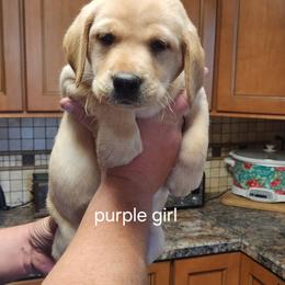 5th pick Female - Labrador Retriever puppy in Moses Lake, Washington from Kreger Lake Kennels