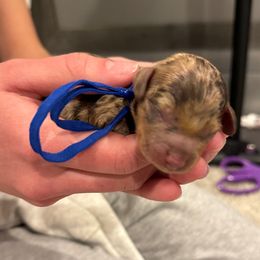 Blue - Dapple male Dachshund puppy in Frederick, Colorado from Get low Mini Dachshunds