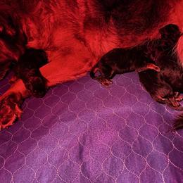 Girl 2 - Black and red female German Shepherd puppy in Puyallup, Washington from Majestic Royal German Shepherd’s