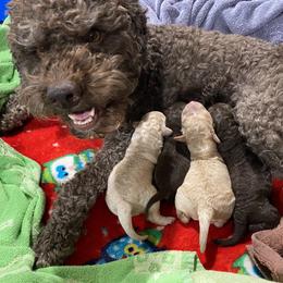 Lagotto Romagnolo Puppies from Fino Lagotto