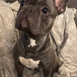 French Bulldogs from Yoxsabel's Frenchies