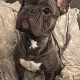 French Bulldogs from Yoxsabel's Frenchies
