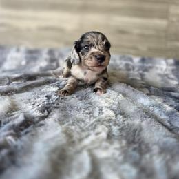 Dasher - Dapple male Dachshund puppy in Indianapolis, Indiana from Homegrown Hoosier Kennels