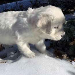 Golden Retriever Puppies from MYSnowAngels
