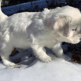Golden Retriever Puppies from MYSnowAngels