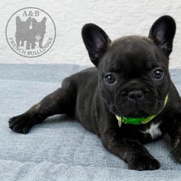 Girl 3 - Brindle female French Bulldog puppy in Schaumburg, Illinois from A & B French Bulldogs