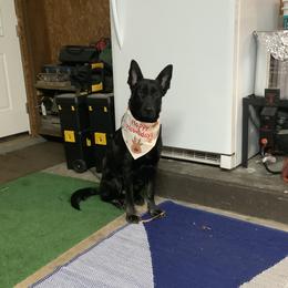 Nyx - German Shepherd