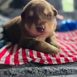 Peony - Red and white female Alaskan Malamute puppy in Kingston, Tennessee from North Shore Alaskan Malamutes
