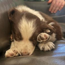 Boss - White and red male Border Collie puppy in North Lakeport, California from Akins Aussies/Wild Rose Ranch