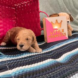 Goldendoodle Puppies from The Dood Effect