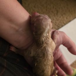 Girl 2 - Apricot female Poodle puppy in Copperas Cove, Texas from Collier's Canines