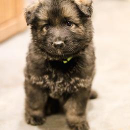 Ross (Green Collar) - Sable male German Shepherd puppy in Mason, Michigan from Sweet Breeze Acres