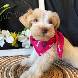 Annie - Parti female Miniature Schnauzer puppy in Menifee, California from Moonshine’s Minis