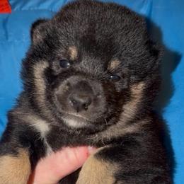 Lily - Black and tan female Shiba Inu puppy in Clewiston, Florida from Animal Farm Shiba Inus & Mameshibas