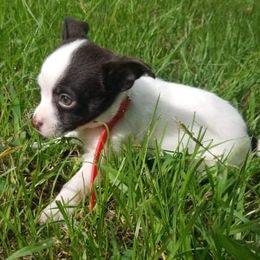 Chihuahuas and Shih Tzus from Magnolia Farm's LLC