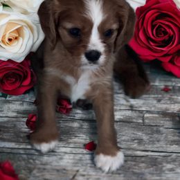 Penny - Ruby female Cavalier King Charles Spaniel puppy in Myrtle Beach, South Carolina from Colorful-K9'S