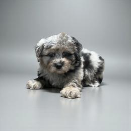 Havapoo puppies from Denise Clark