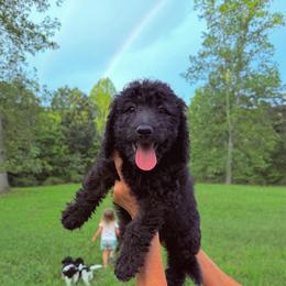 Raven - Black female Goldendoodle puppy in Jasper, Georgia from Harrington Doodles & Poodles