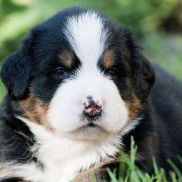 Bernese Mountain Dogs from Smith Farms and Kennels